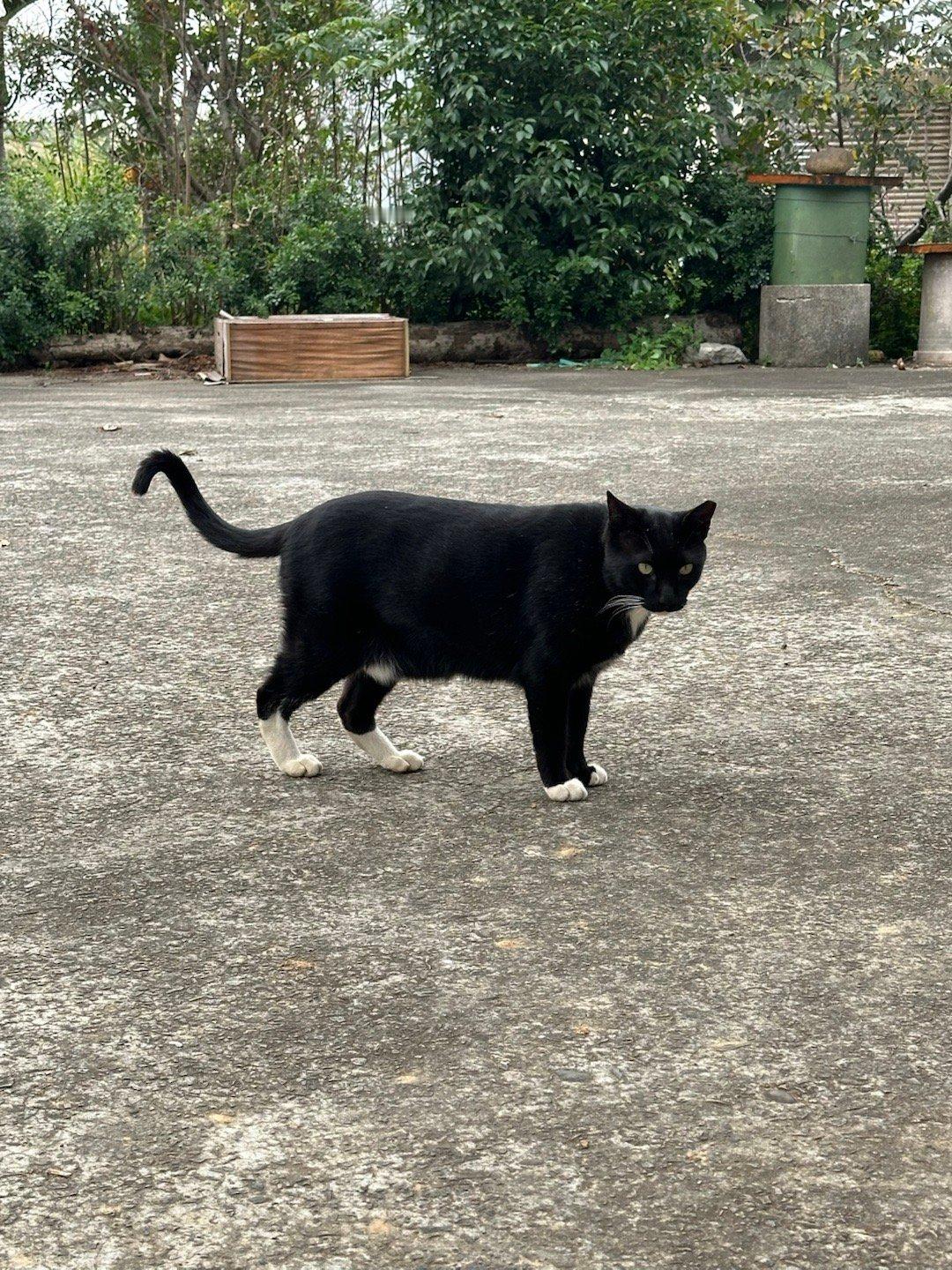 每日萌宠打卡萌宠天气好，晒晒我家吉吉，袜袜