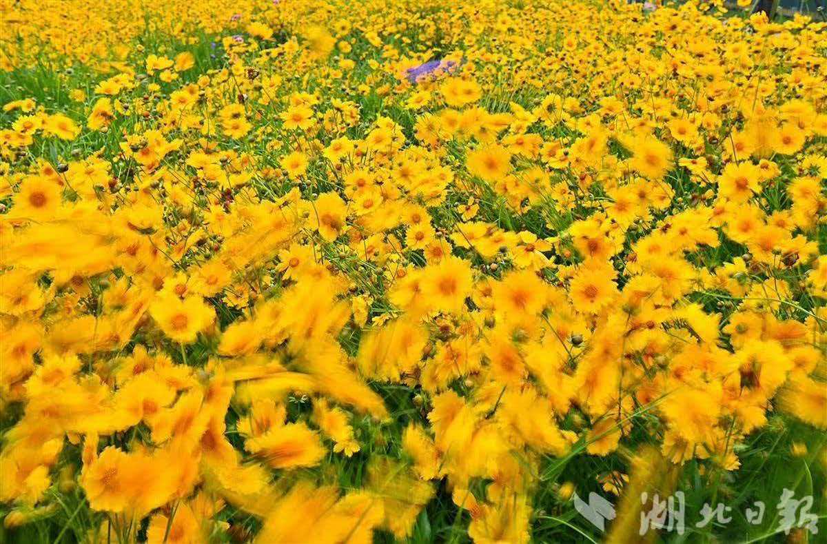 519中国旅游日打卡湖北宝藏文旅地  在武汉站西广场附近的洪山爱尚体育公园内，一