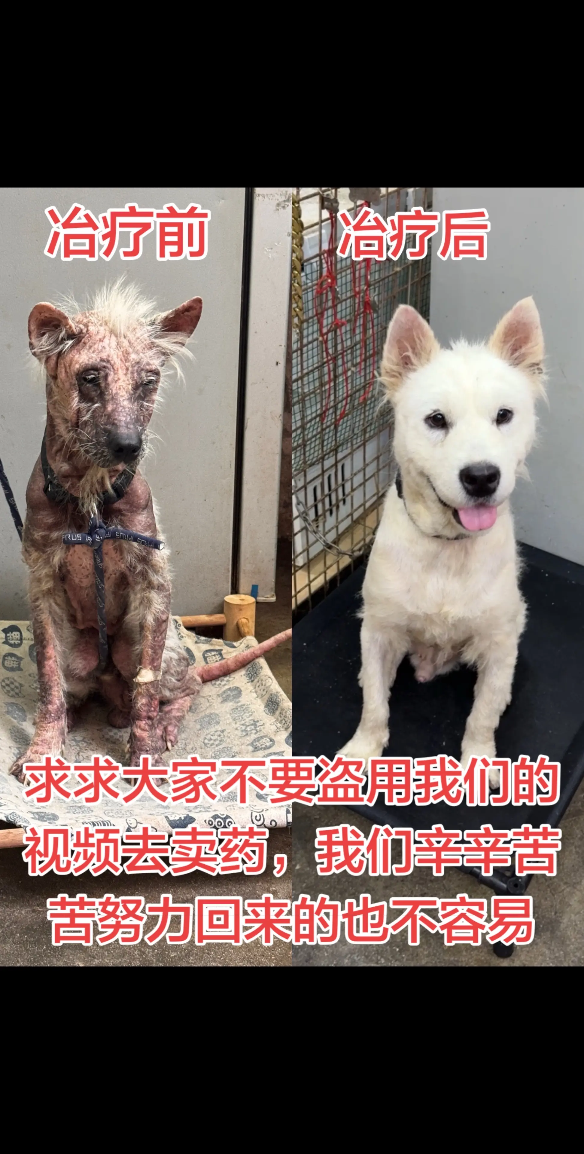 求求大家不要盗用我们的视频去卖药了，我们付出多少努力才把他们治好的，很...