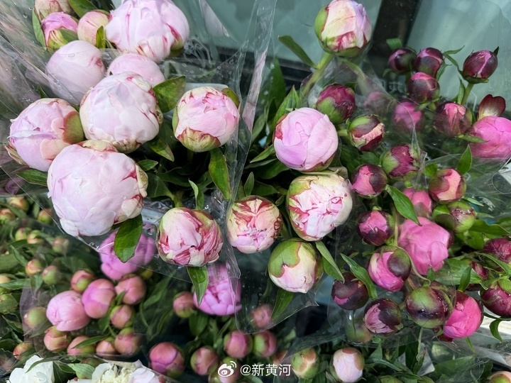 【#菏泽芍药单枝品种订单达3万枝#】暮春时节，五一前后，被誉为“花相”的芍药迎来