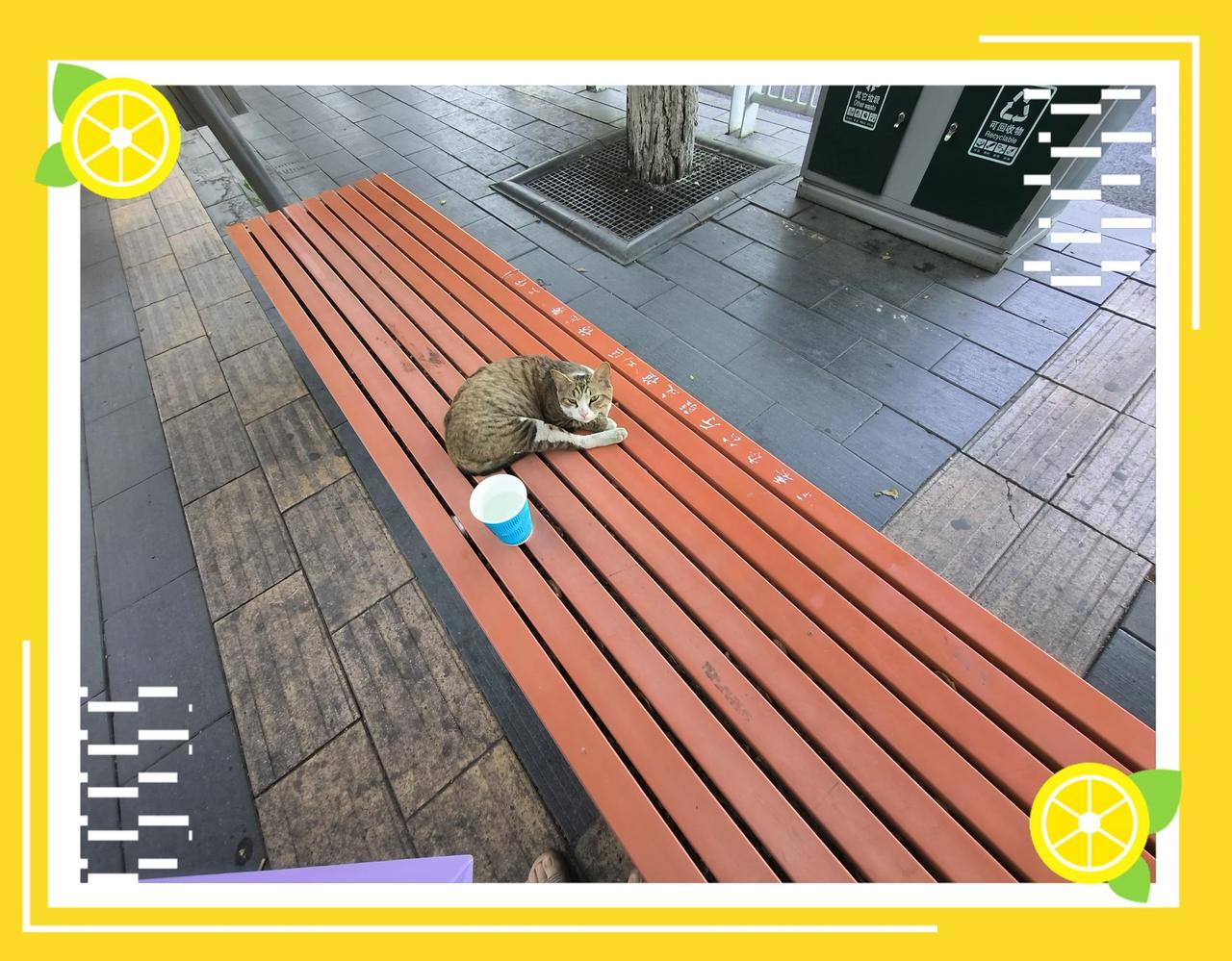 惬惬意意，独享长凳的夏至里的猫咪~
