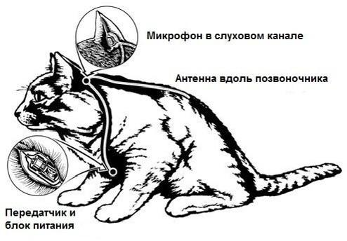 猫咪特工：出租车撞飞中情局两千万美元

上世纪 60 年代，美国中央情报局萌生了