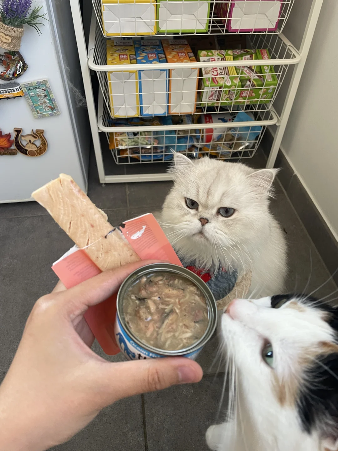 EcoPawPaw宠物赛道创业· 我家猫今天吃什么