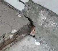 你知道吗？宠物偏爱狭小缝隙，不是单纯胆小，狭小空间能稳定心率、缓解神经紧绷。
