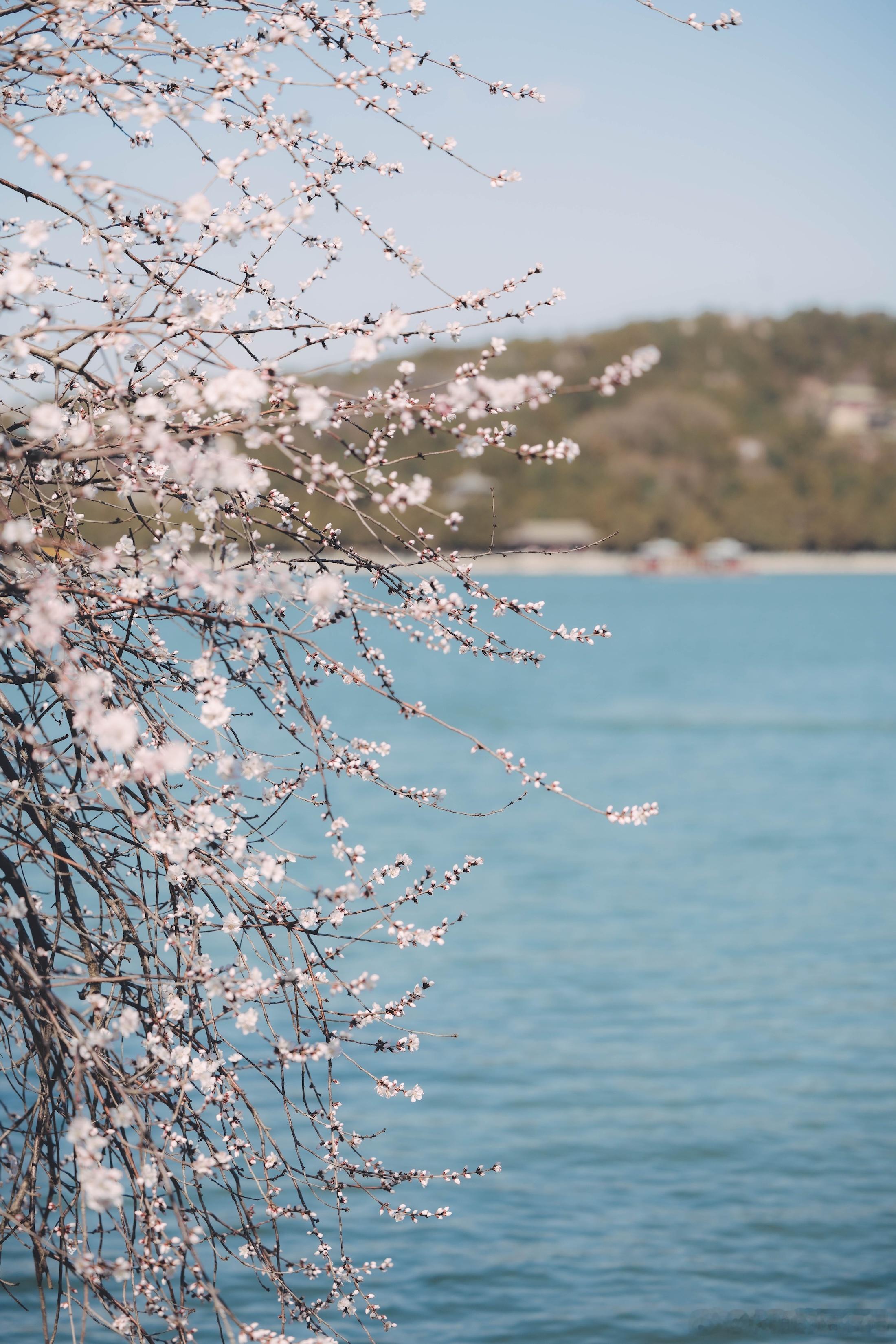 风动柳梢，花满回廊。一园春色，半顷波光。——春日颐和园花期乡遇寻味山河花开时节遇