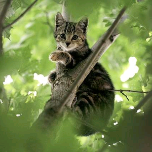 爬树的猫卫哥
