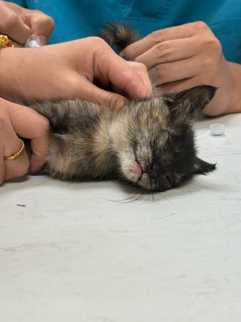 游泳回来的路上捡到一只小猫 