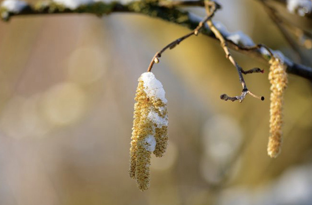 过敏性鼻炎的过敏原有花粉、尘螨、真菌及动物的皮屑，这些过敏原会诱发宝宝出现打喷嚏