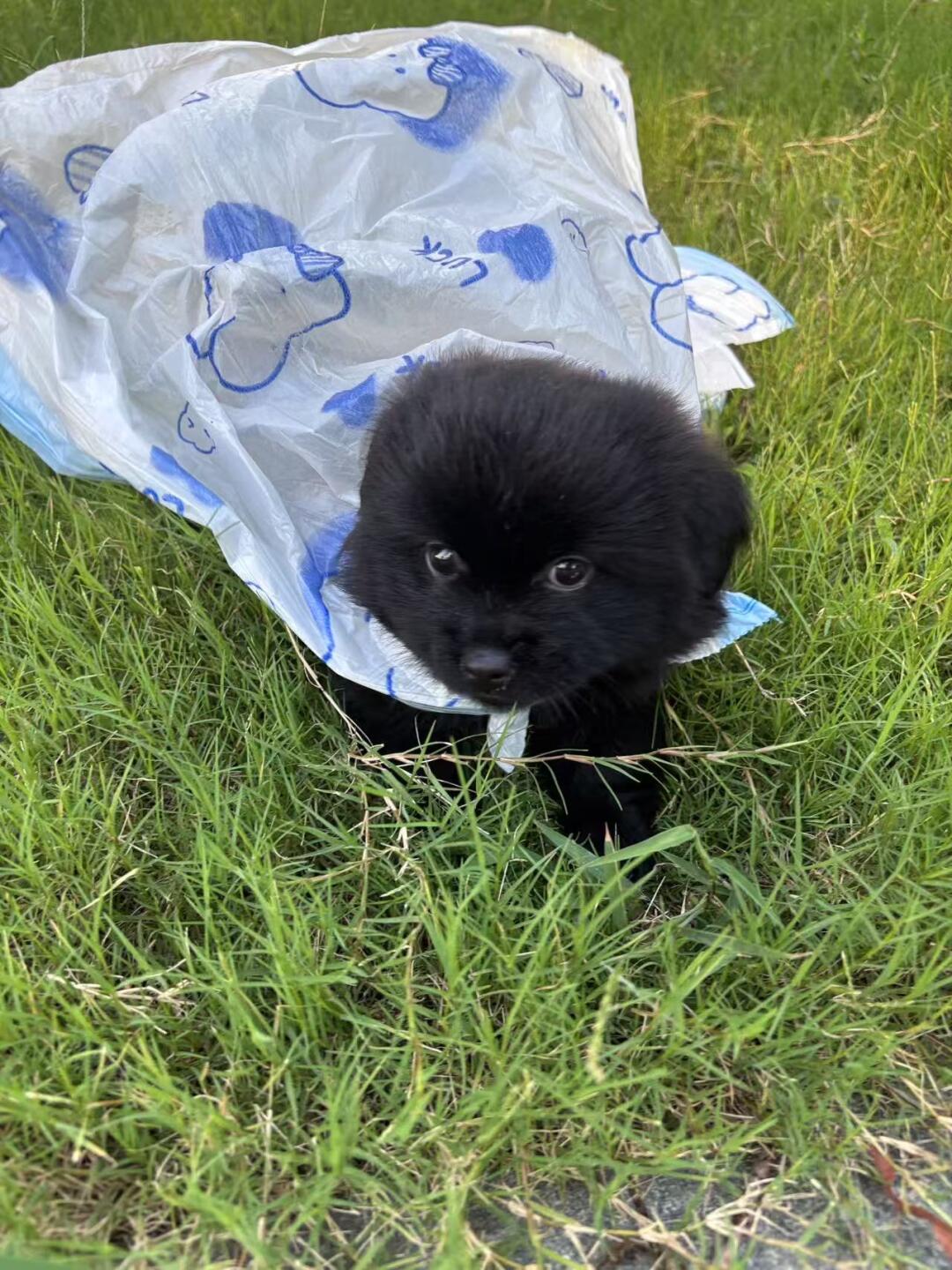 小院新上任的童工来卖垃圾袋啦