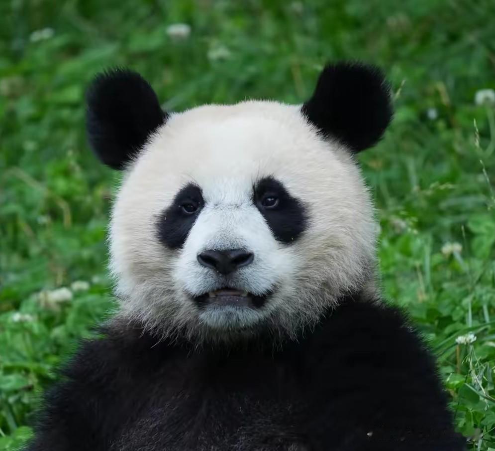秀辰离开妈妈之后还有谁会把他当战神？秀辰自己可能也是满腹狐疑：不是说好的合班之后