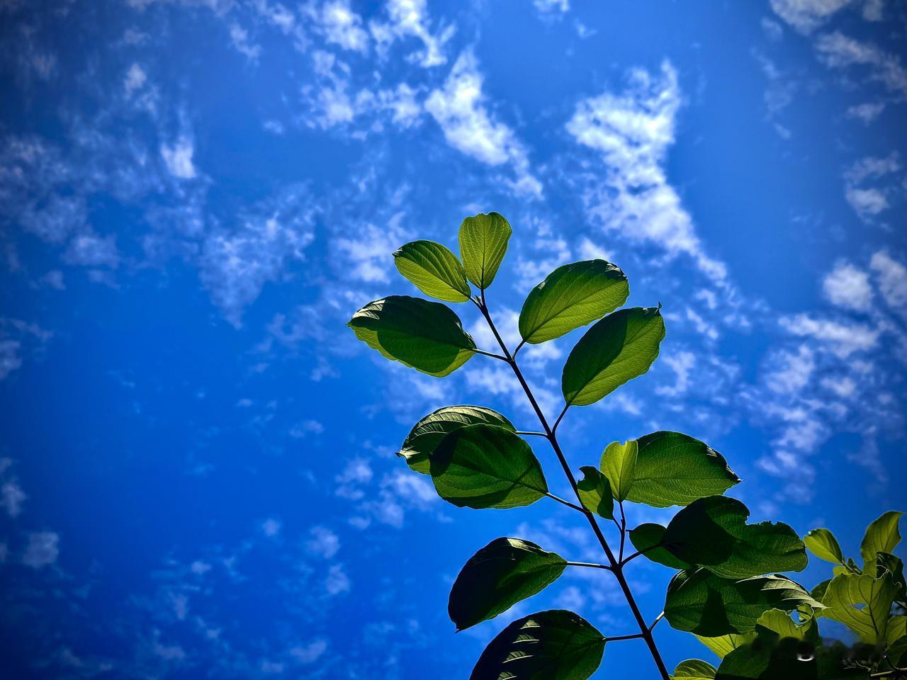 空灵的白云
        （原创）


我听见夏日的长风
穿过无垠的旷野
将辽