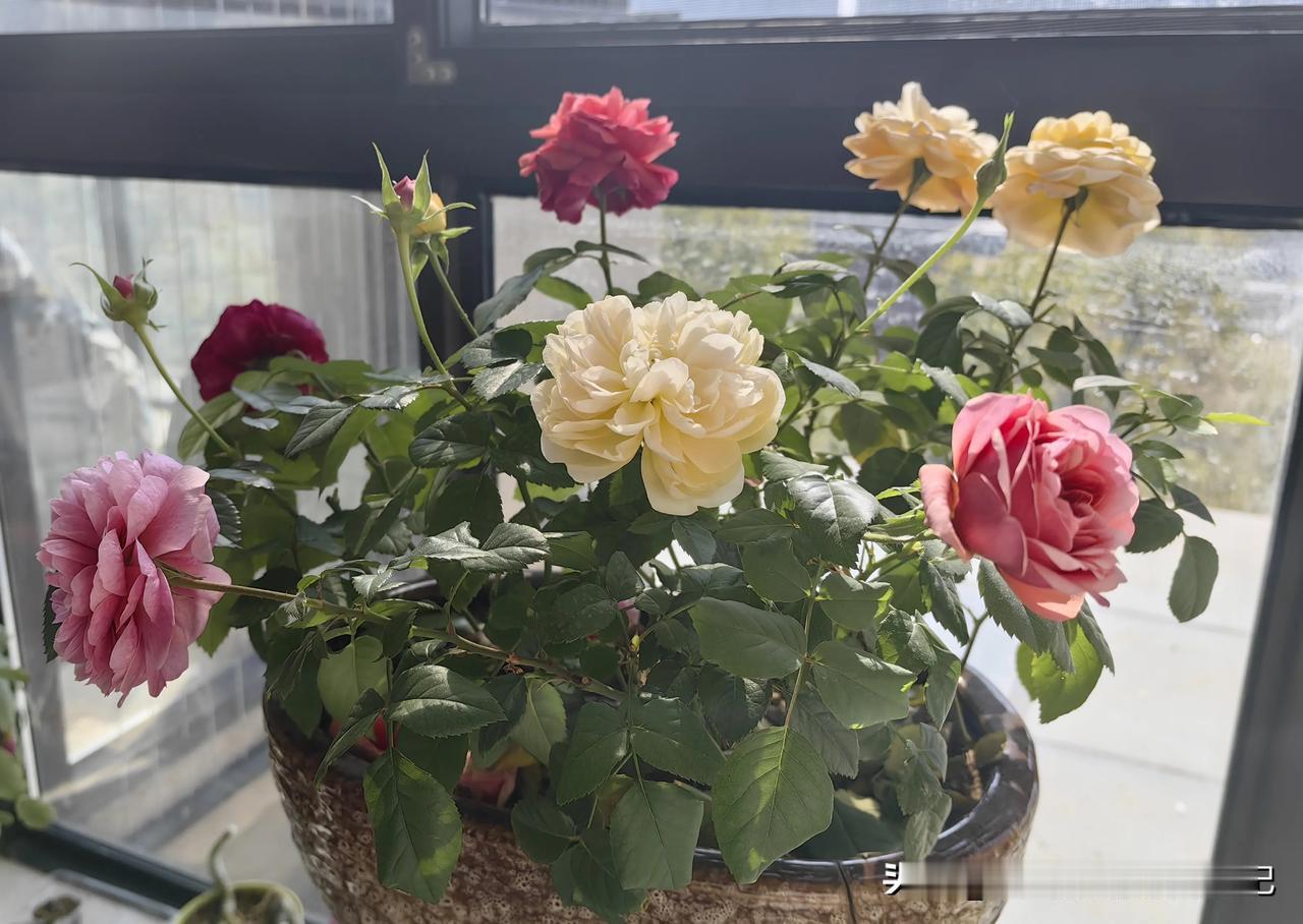 乖巧的花儿，赶在春节绽放。
就如《兰花草》唱的一样，
一日要看无数次，
兰花是依