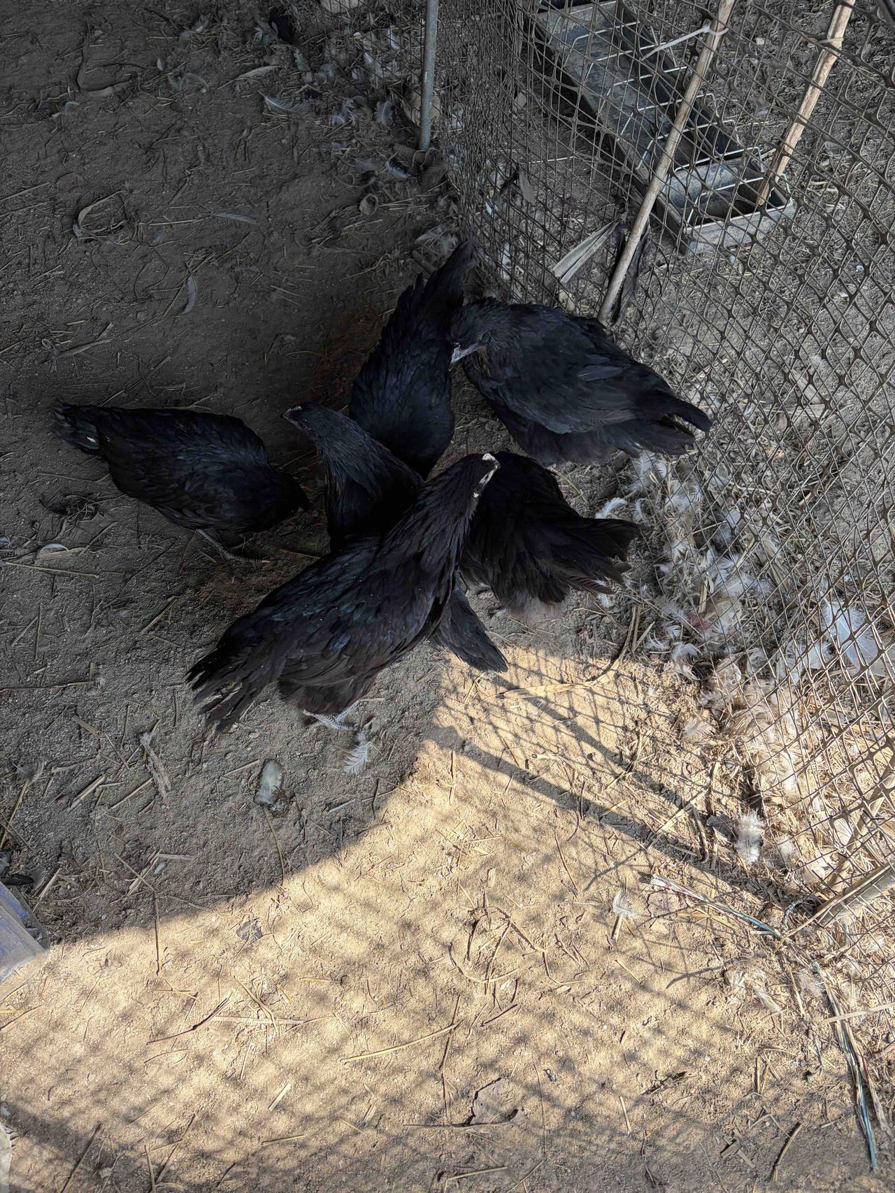 救命啦，说了不养鸡的，又买了一批鸡苗，几亩大桃树都挖了的人，又买了桃树苗。

 