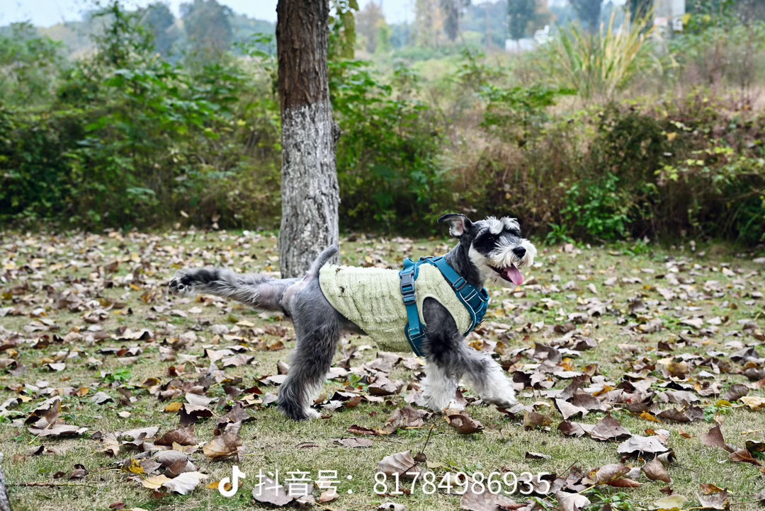 世界名画《小狗蹴日》 