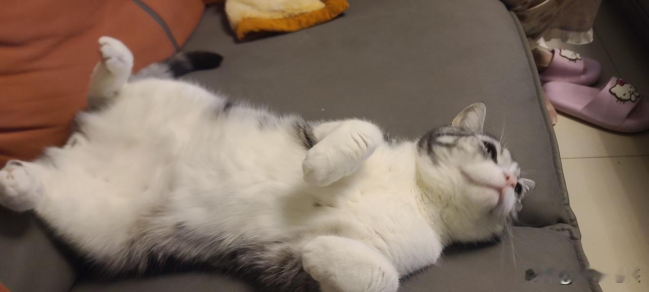 分享一张你家猫咪的可爱照片