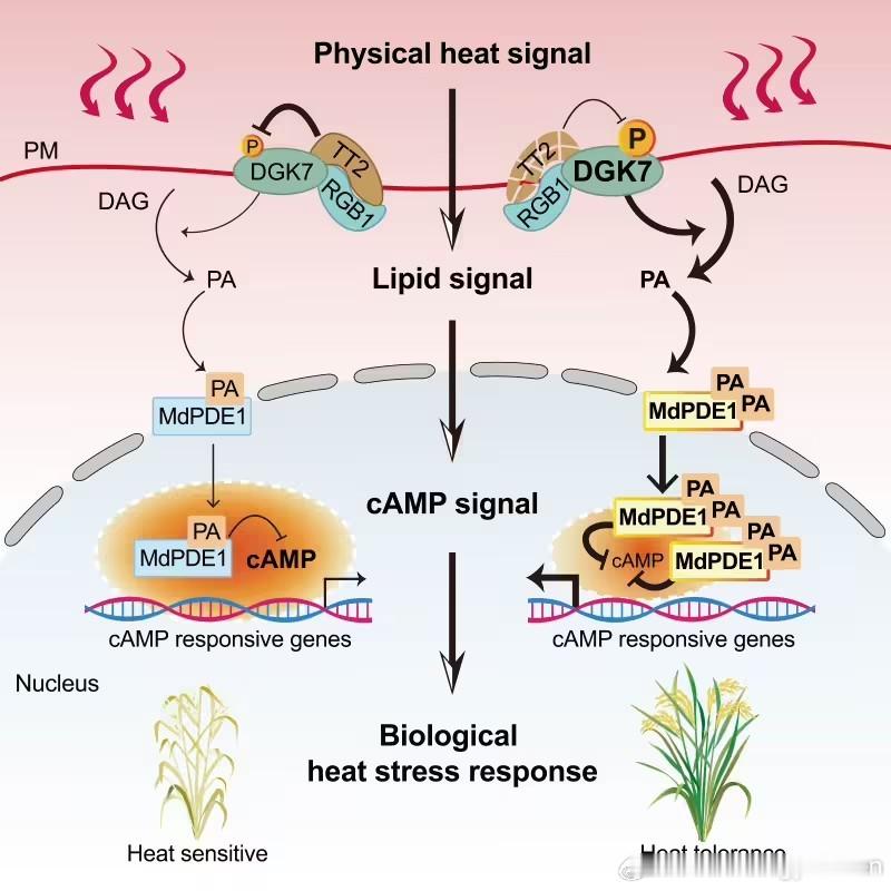 水稻感知并响应高温机制被破解【中国科学院破解热感知“双重解码”机制，创制增产一倍