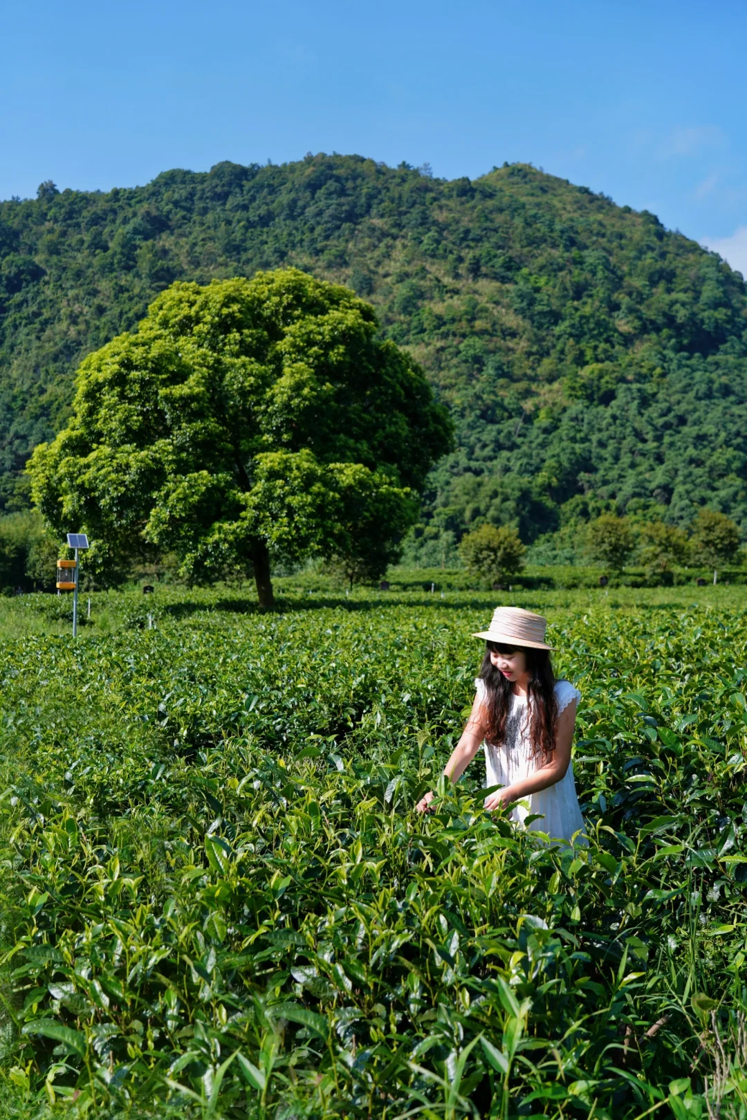 上春山采茶去🍃广州周边小众茶园超治愈