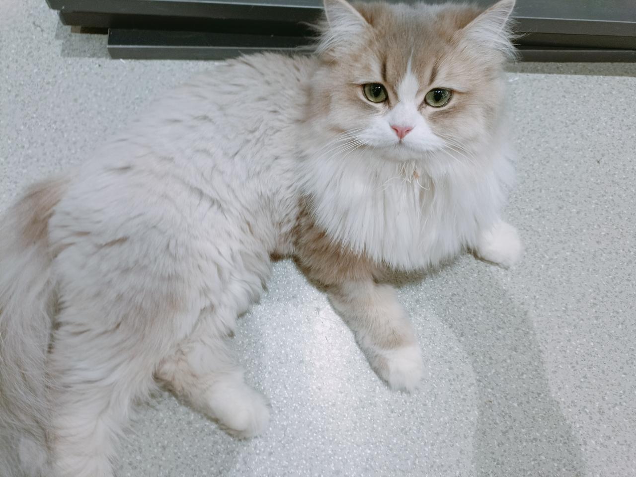 养娃后，要买尿不湿、买最贴近母乳的奶粉、买纯棉舒适的衣服，还要给娃报兴趣班，把家