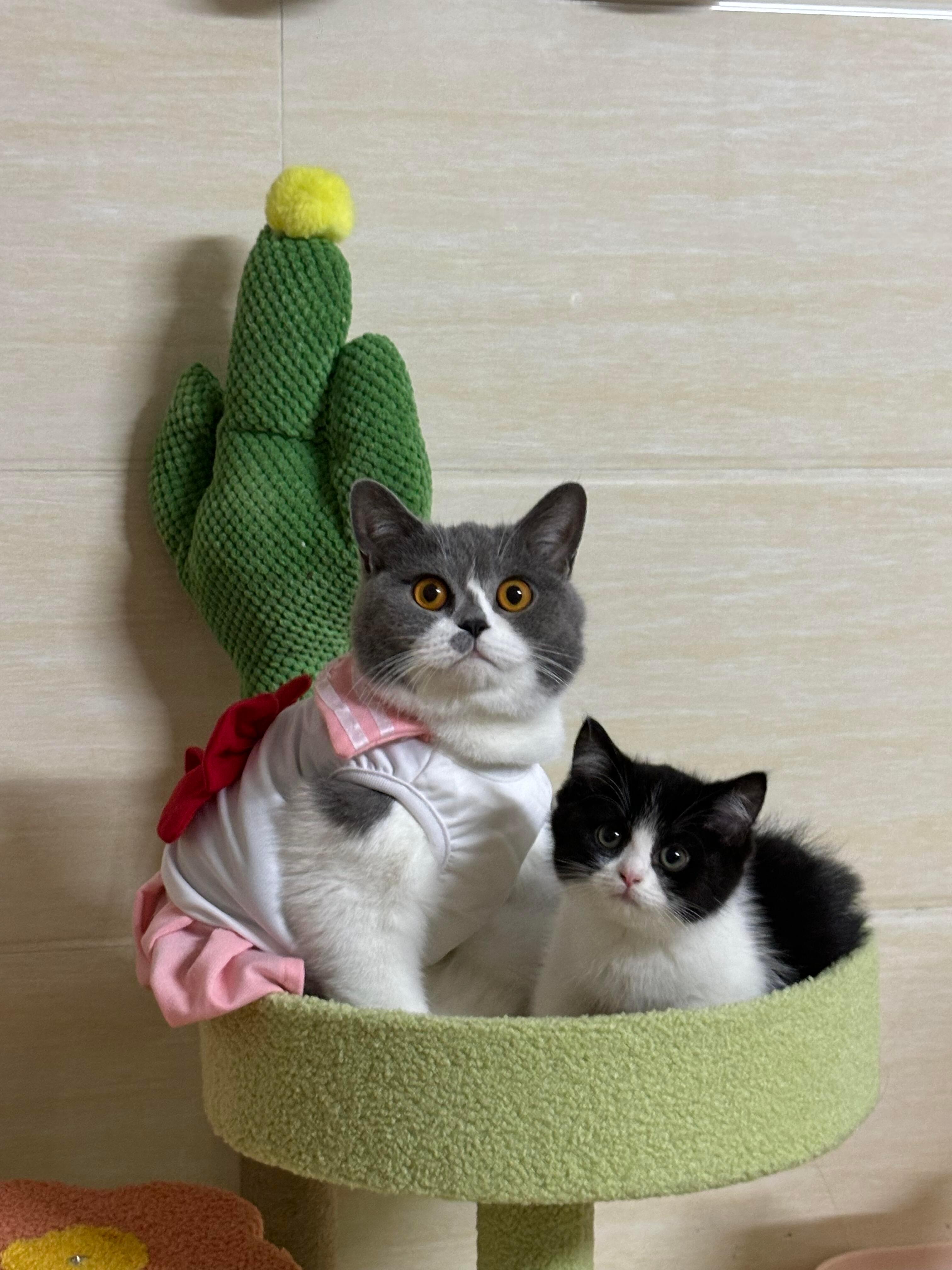 奶牛猫体型反超计划 