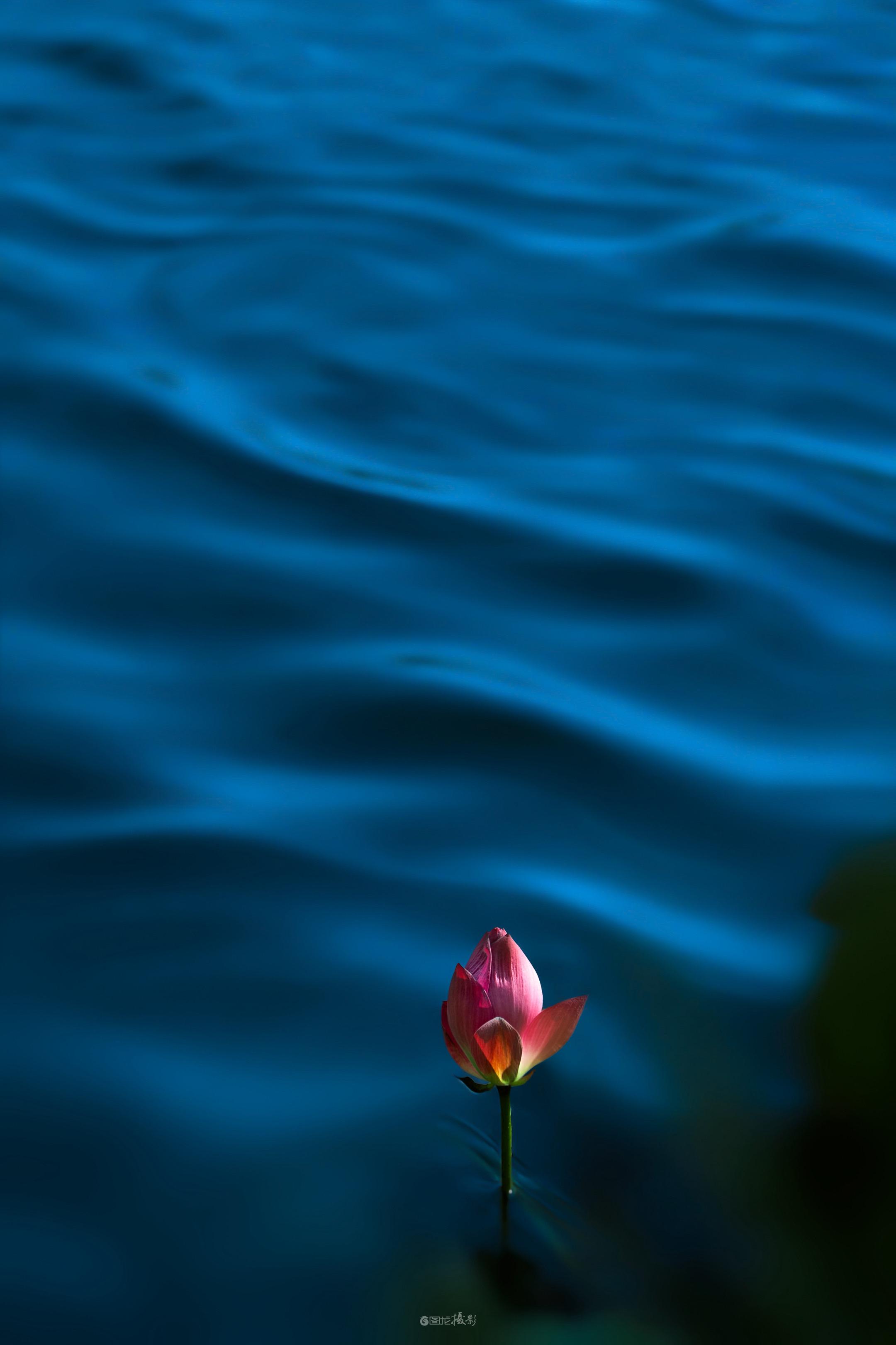 静荷观心。｜在这片幽蓝的水镜里，一朵荷苞如禅者入定。它不急于盛放，只在...