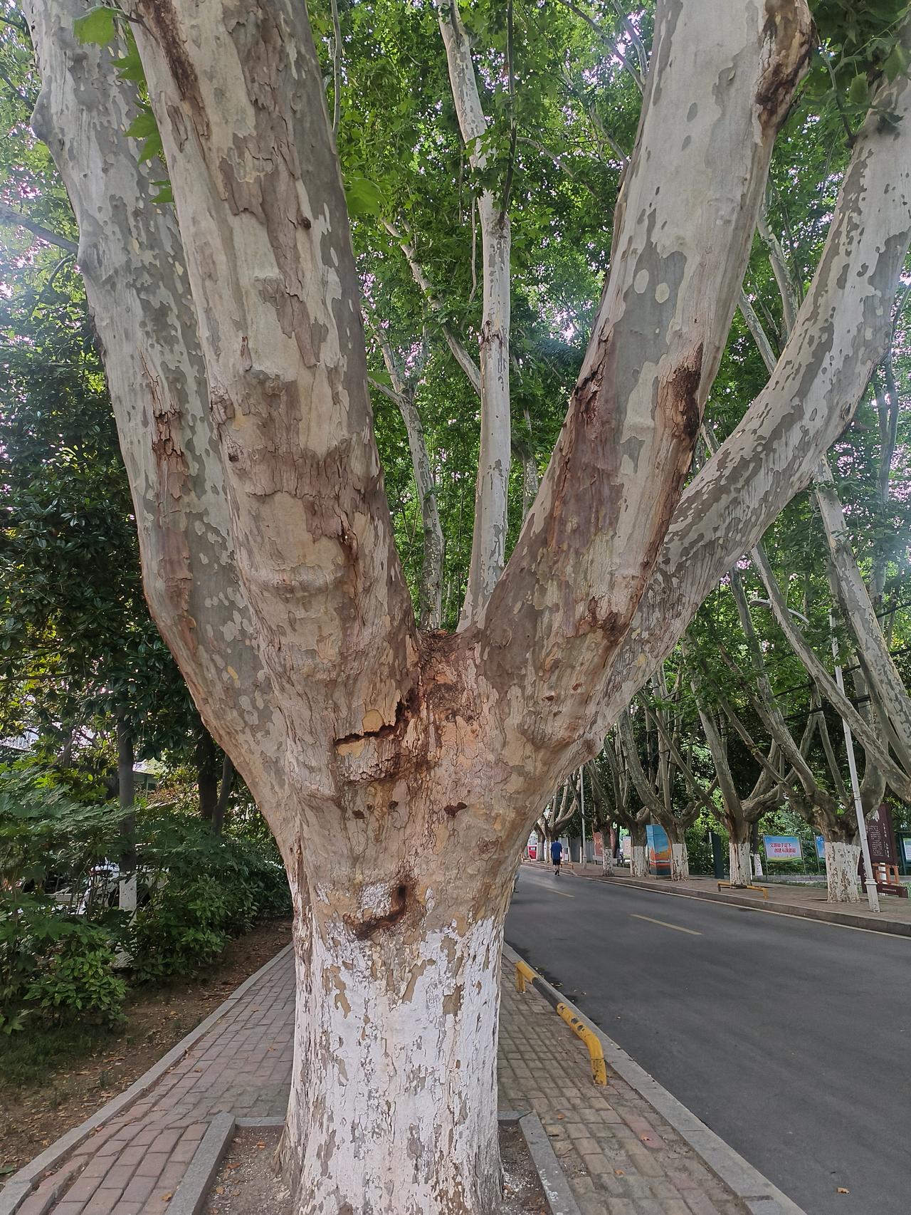 喜欢在这宁静的地方散步，几十米之隔的洞山公园相比进去的就很少，那里太闹了，每个人