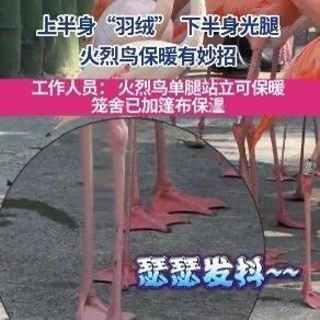 最近广东突然降温，深圳野生动物园的火烈鸟可把网友们乐坏了！原本优雅站立的“粉红仙