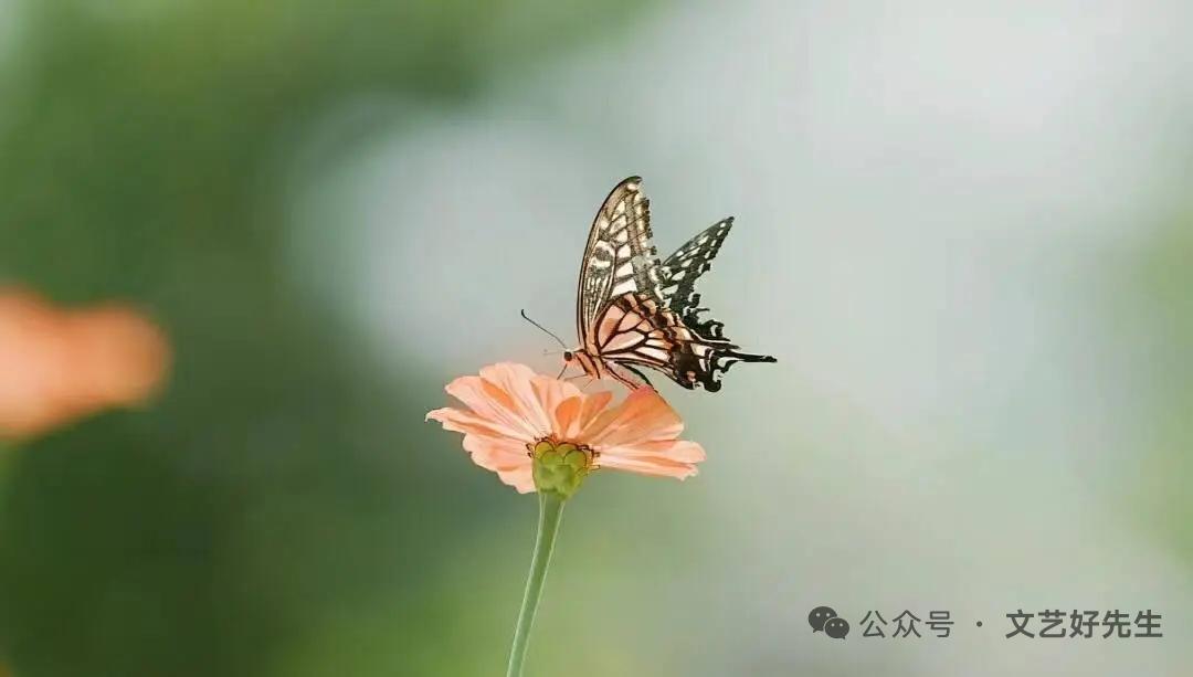 很治愈的一段话：
人这一生，
不可能占尽世间所有的好，
大千世界每个人的生活，