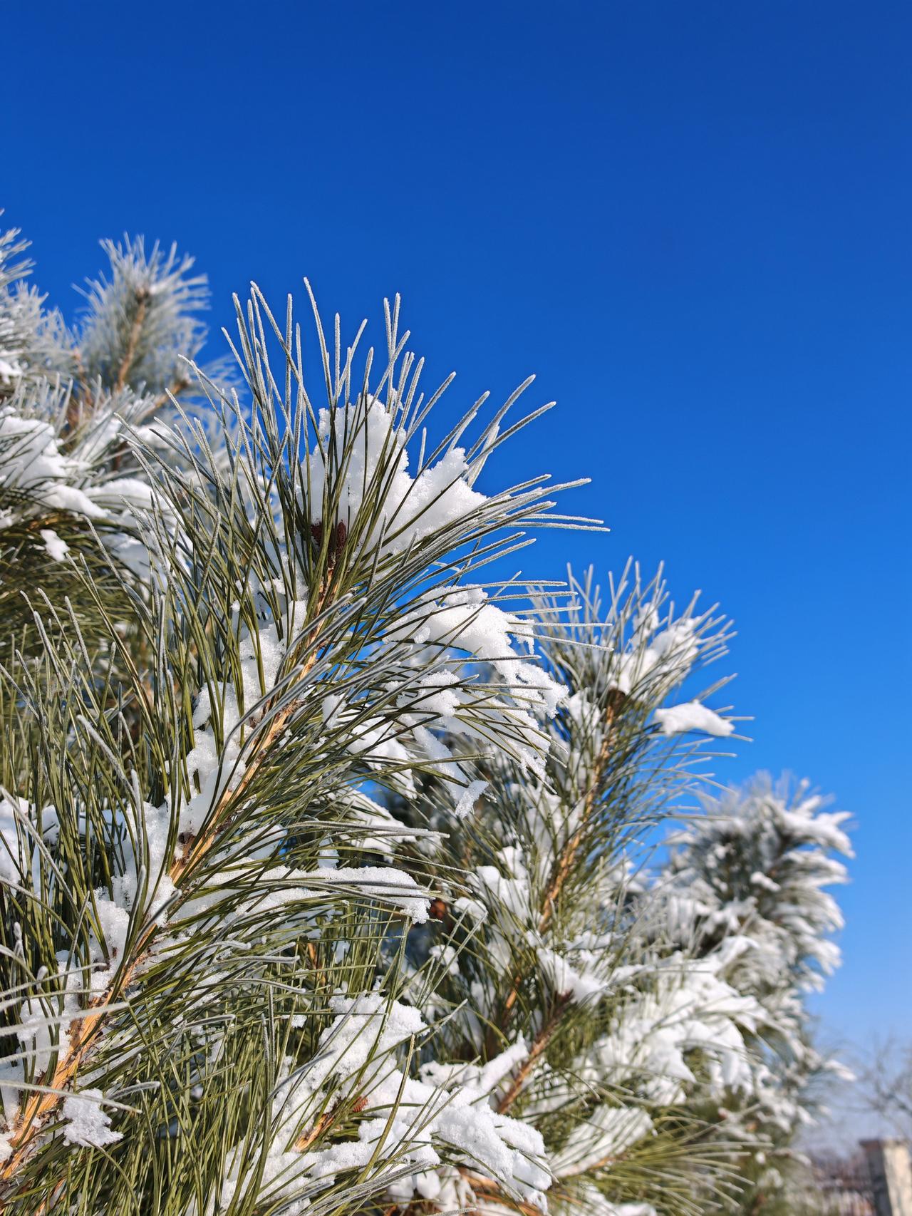 与痛风斗争的历程79
 
   清晨推开窗，带着冬日特有的清透。试着活动四肢，关