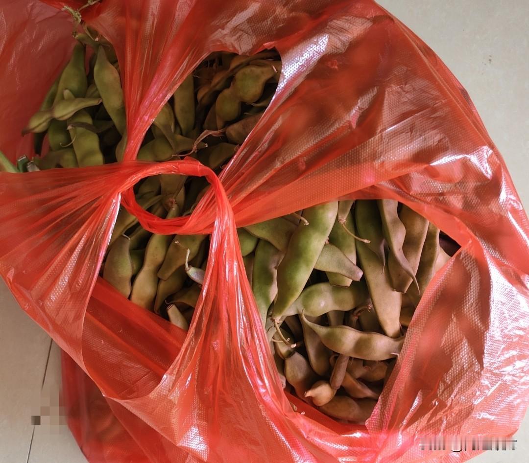你们能认出来这是什么豆角吗？我是东北人，我们东北原来一到秋天的时候，要冻很多的豆