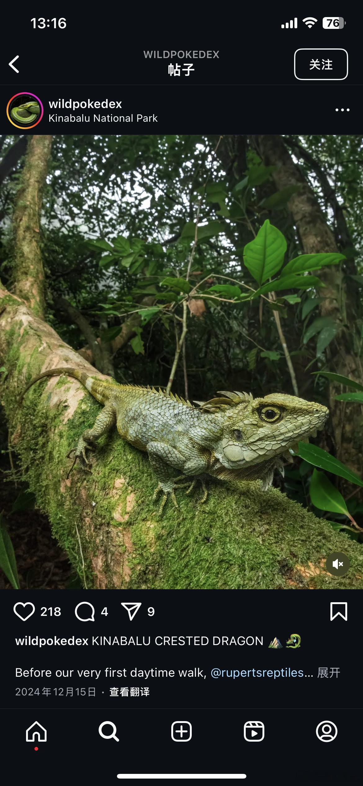 最近要去婆罗洲，我唯一的愿望：Kinabalu crested dragon除此