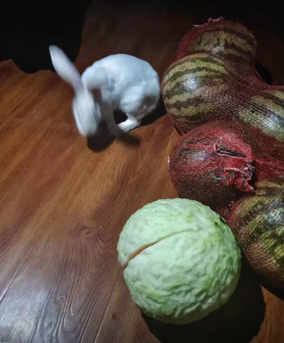 买的西瓜一夜之间变成包菜 