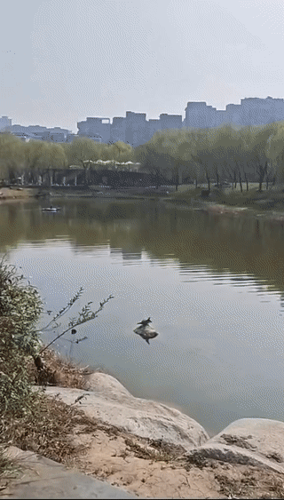 湖中一块凸出来的小石头上竟然有一只小乌龟正在一边晒太阳？
一边单爪支撑练习瑜伽？