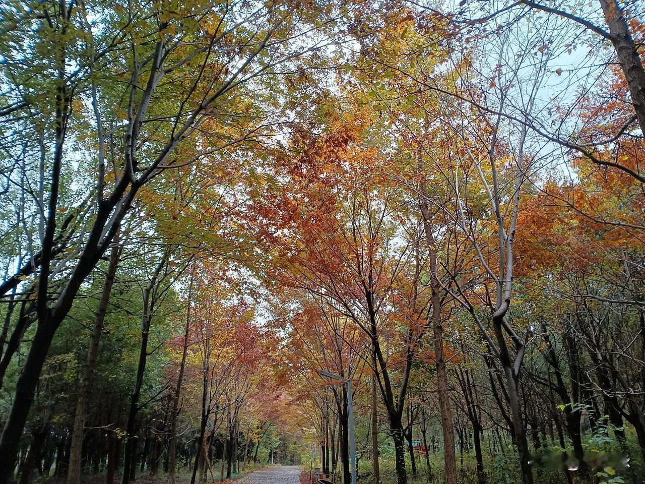 原来平台对微头条的内容要求也并不都是高大上，家长里短也会有大流量。这是看了素老三
