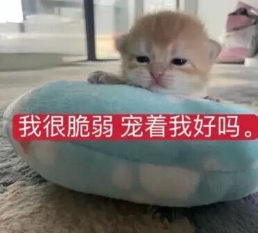 小猫发疯表情包 | 聊天怼人专用 ​​​