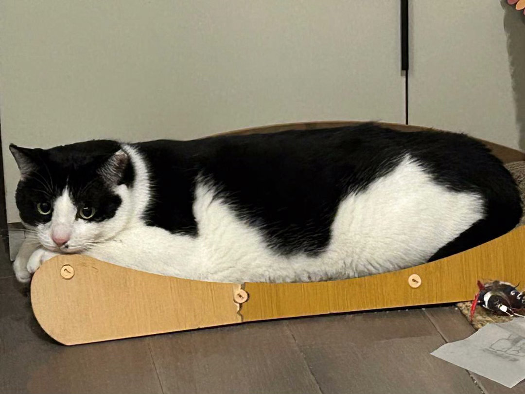 其实您不说根本没人知道贵妃榻猫抓板被我压塌了…daily奶牛猫 （投稿：） 
