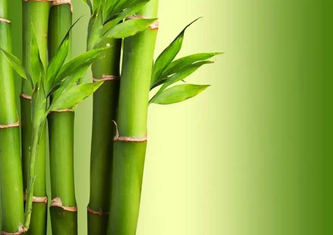 冷知识：竹子其实并不是树木，而是草本植物？长得再高，本质也只是草？

估计不少人