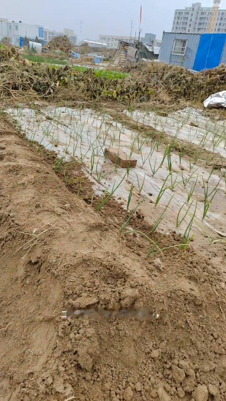 小菜园挖沟冬储大白菜，保存3个月新鲜不腐烂。
亲爱的朋友们大家好！这期话题给大家