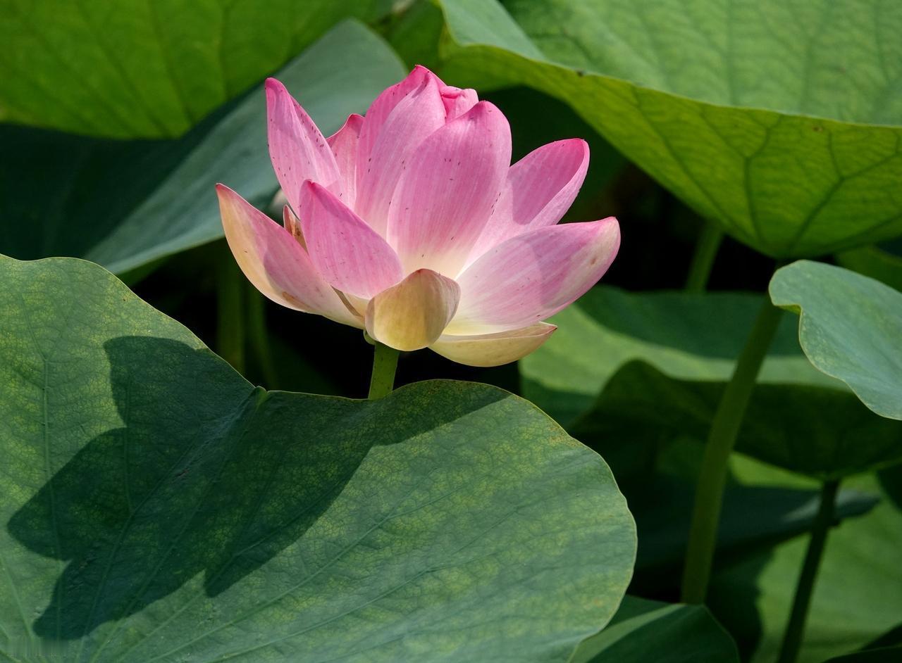 生活上不坚定，感情不够洒脱，患得患失敏感多疑，所以你才那么不快乐。你要学会做个大