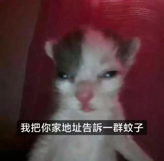 关于小猫的梗图🦴