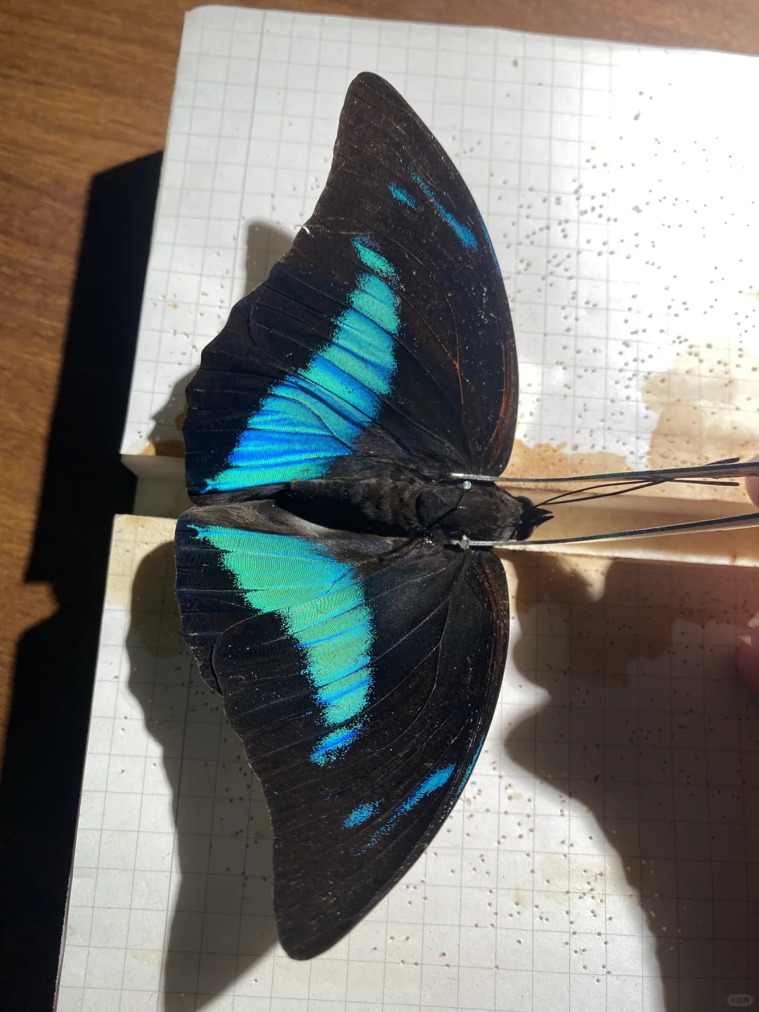 让我知道，此时此刻大半夜不止我一个人在做标本