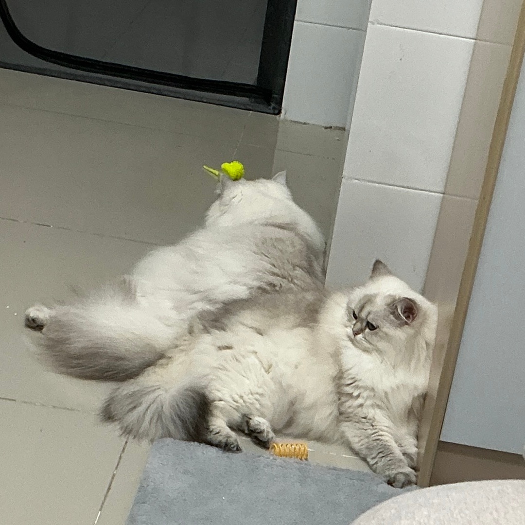 两只小猪猫 