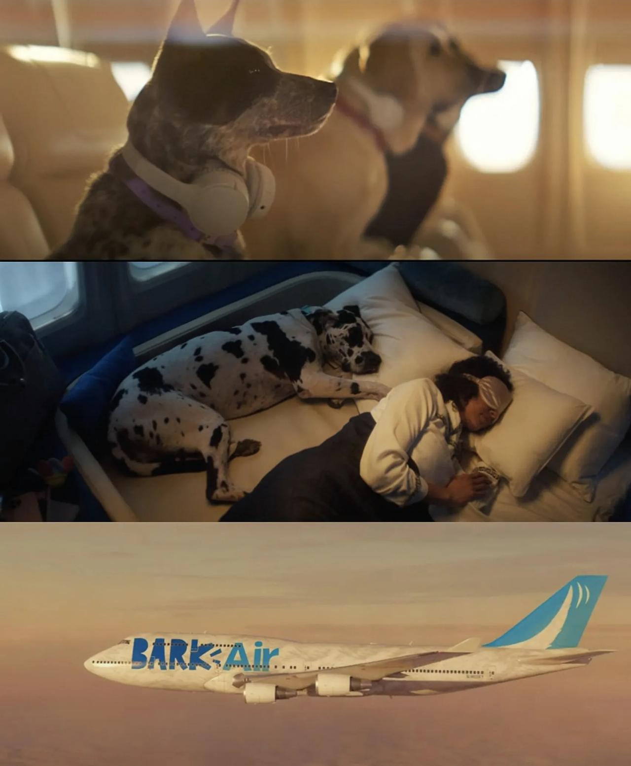 【汪星人的梦幻航班】全球首家宠物狗航空首飞，云端SPA、香槟零食，奢华程度直逼五