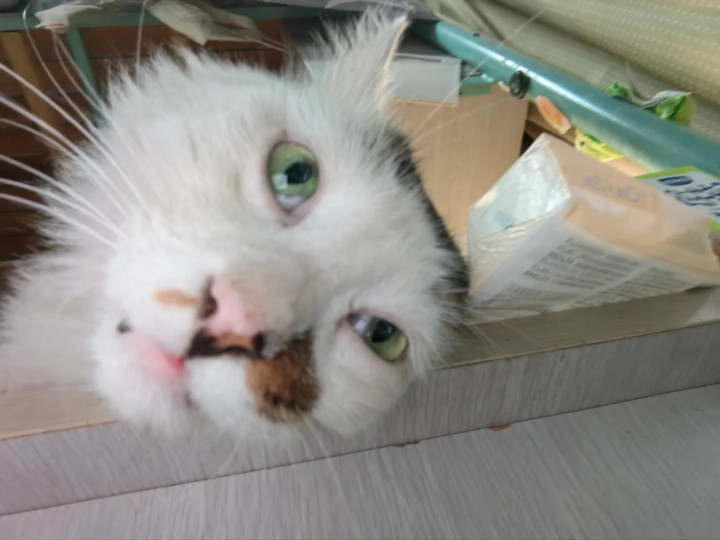 人 你说猫生的意义是什么