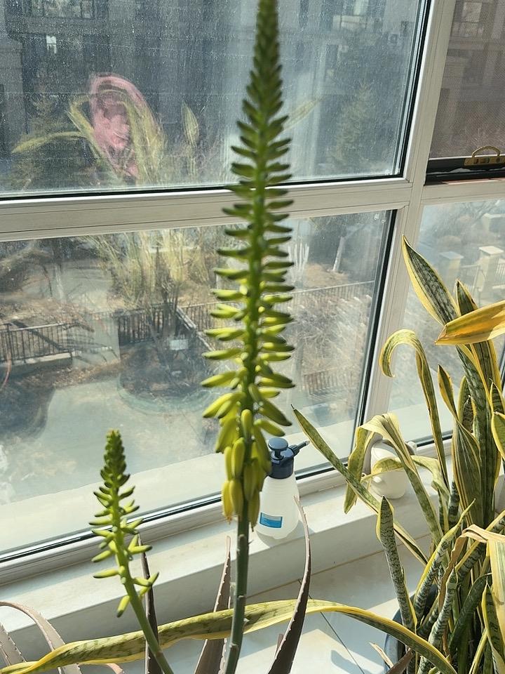 分享一张你相册的拍的花芦荟开花了！
