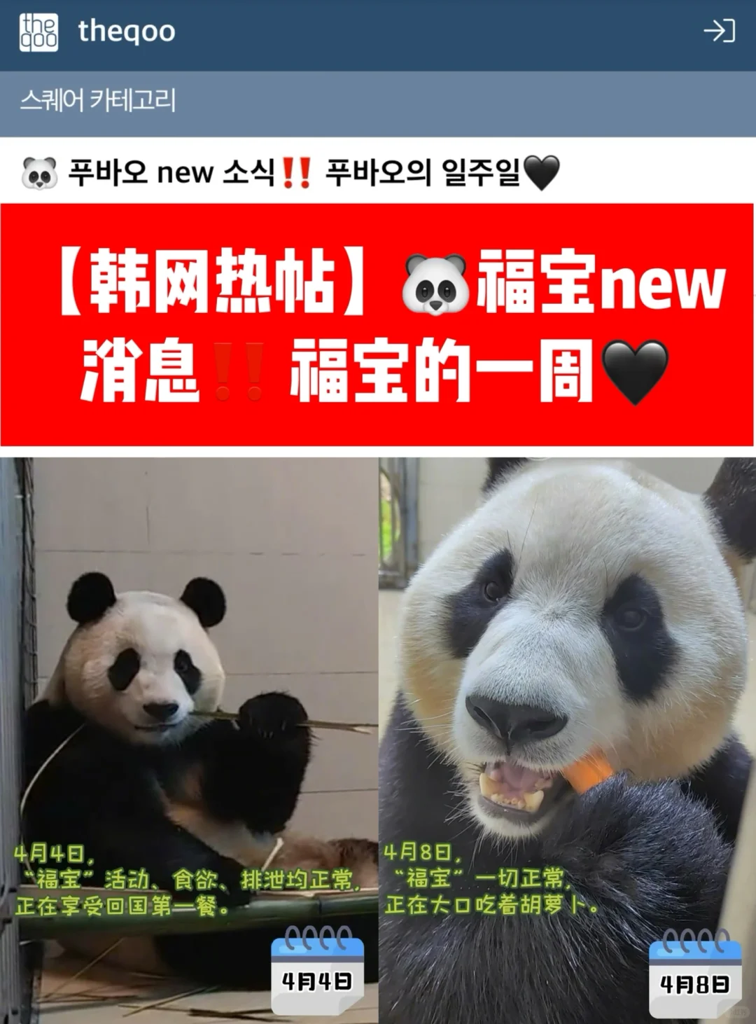 🔥韩网热帖｜🐼福宝new消息‼️ 福宝的一周🖤