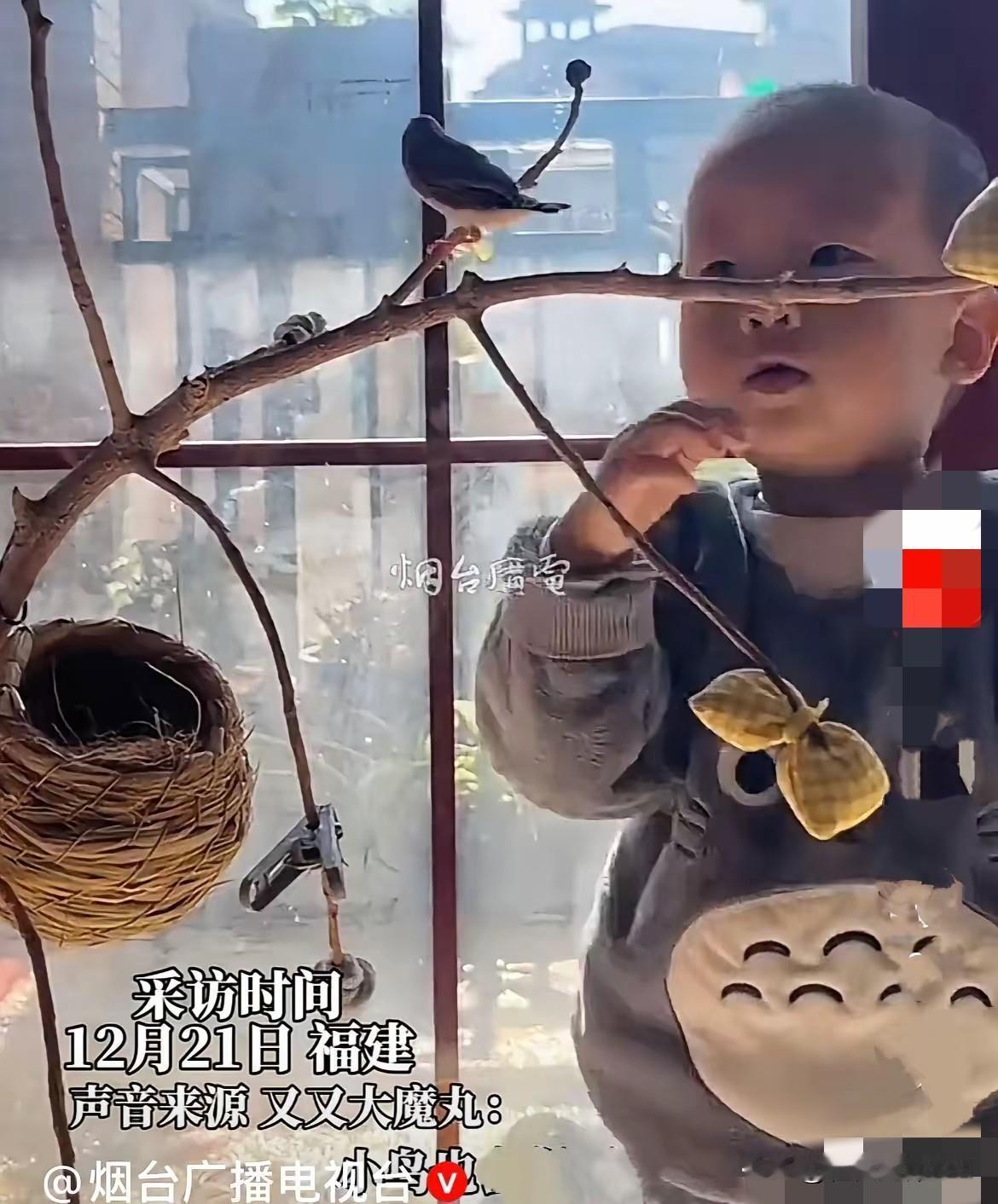 近日，福建一宝宝妈妈发布视频，视频中宝宝和几只小鸟在玩耍，已成了日常……
 
你