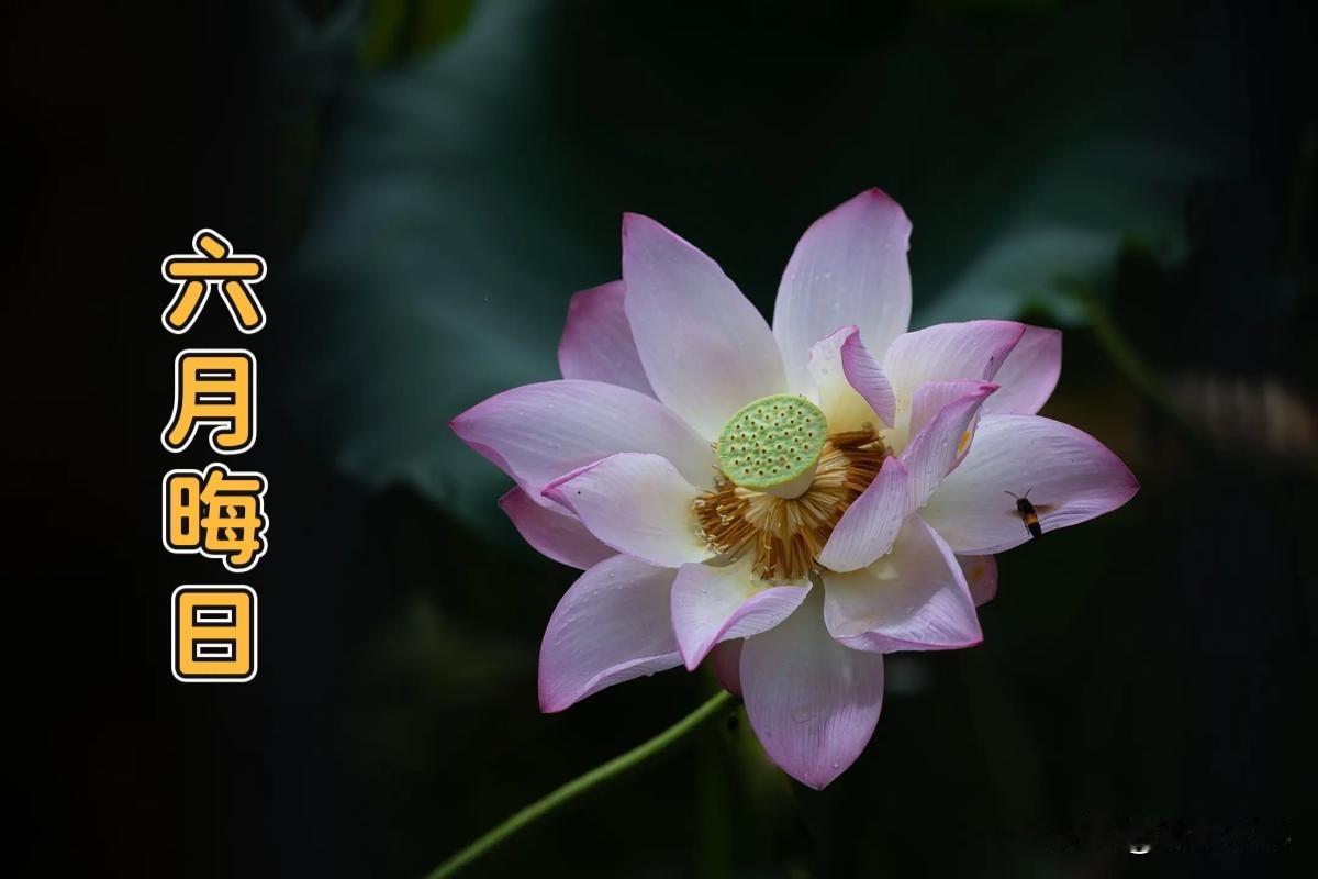 明日五月二十九是“晦日”，有空没空，记得：一不送、二不争、三要做
 
大家好，明