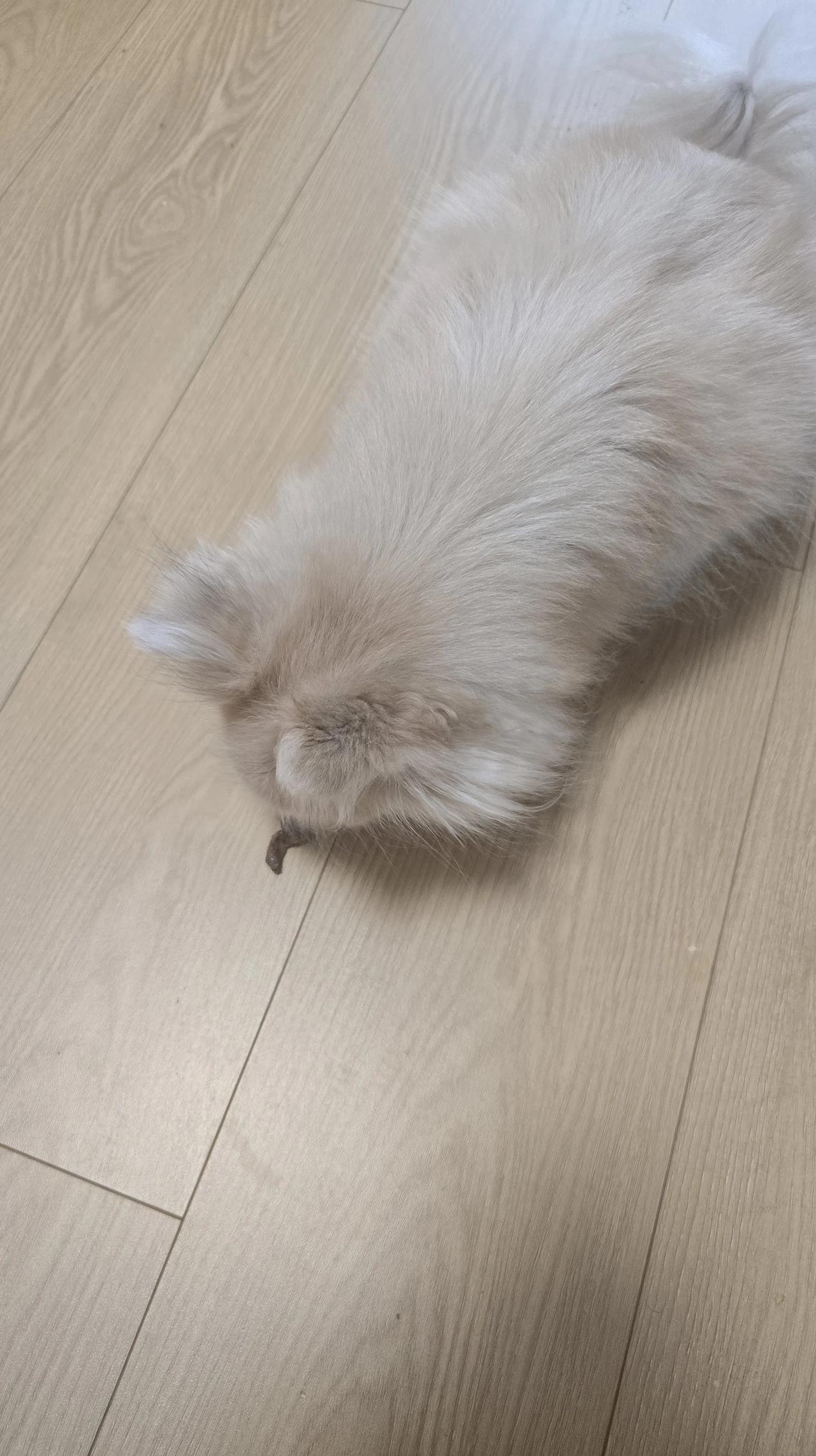 我的小狗🐶不吃猪头肉，我能吃吗？今天在市场买了一块猪头肉，炒了菜花，吃着还挺香