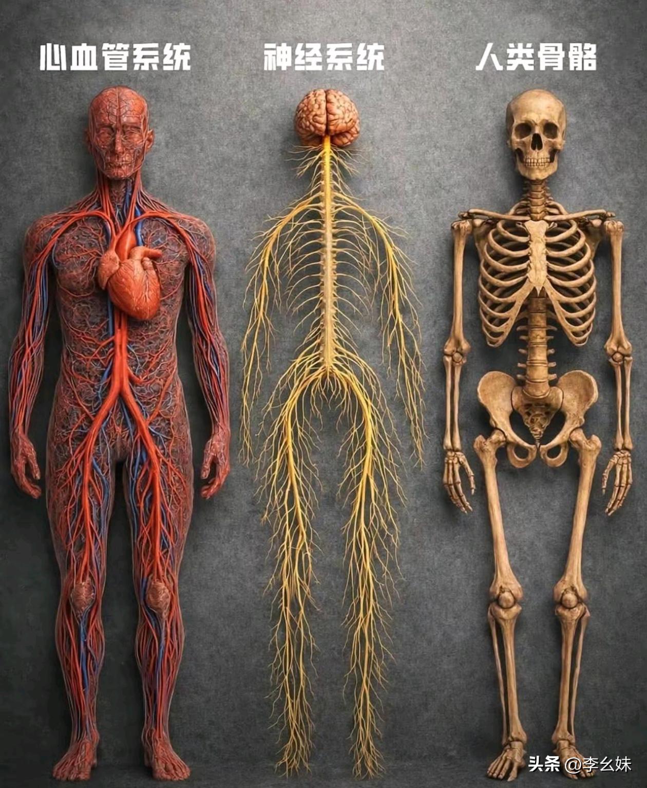 这就是我们的身体有着，95000km的血管，72km长的神经，206块骨头，珍爱