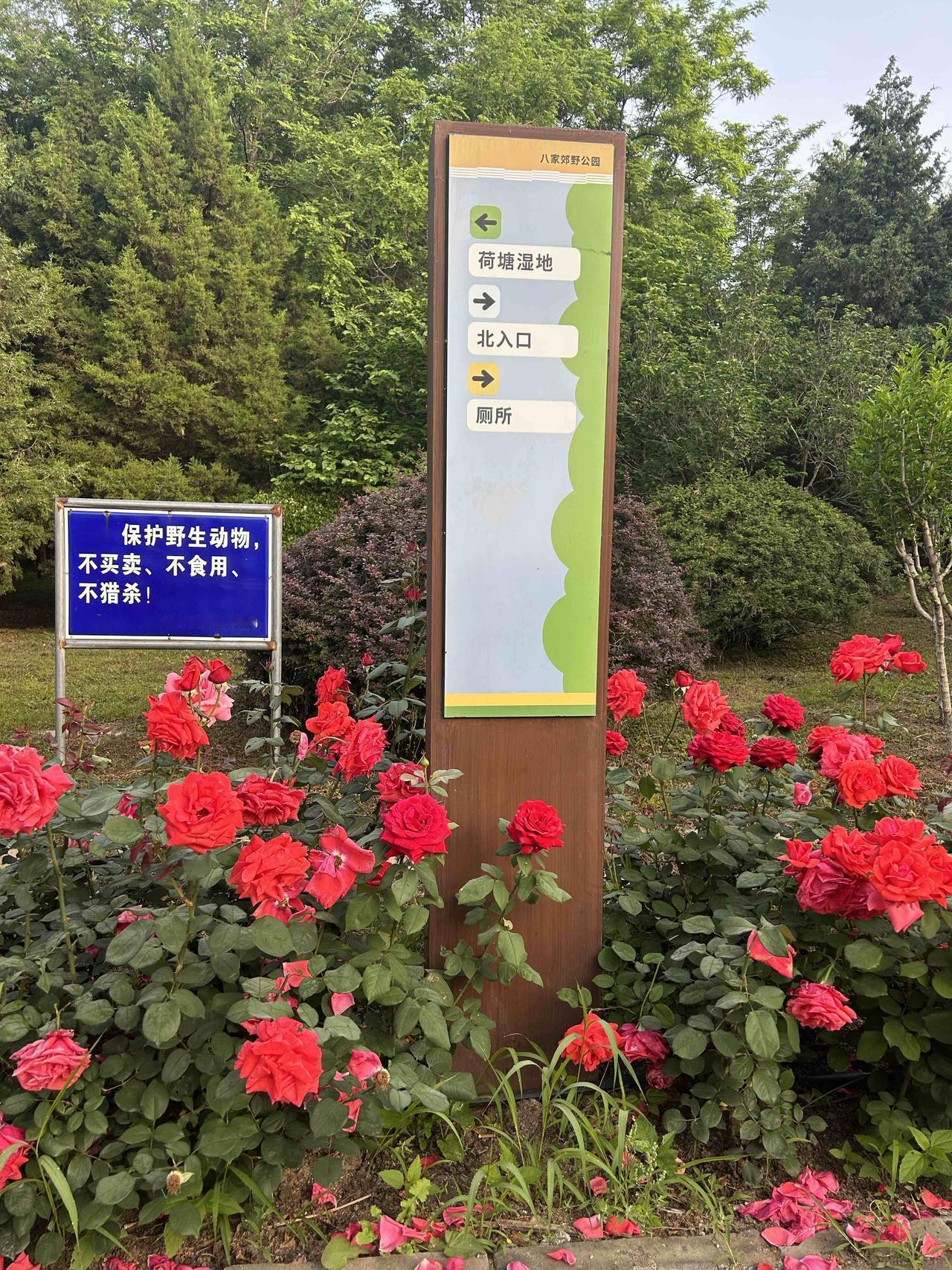 清晨第一眼看见它们，心情大好，
又是安宁祥和的一天。祝大家周四快乐！